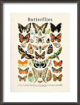Αφίσα Butterflies Collection