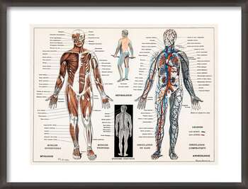 Αφίσα Παλιές απεικονίσεις του νευρικού & μυϊκού συστήματος του ανθρώπου