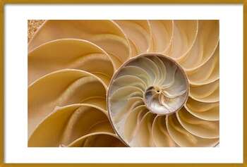 Αφίσα Seashell - Chambered Nautilus Shell Detail.