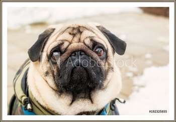 Πλαισιωμένη αφίσα Dog breed pug. Portrait of a pet