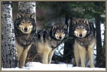 Πλαισιωμένη αφίσα Wolves