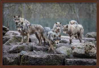 Αφίσα Wolves - Grey Wolf