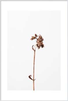 Αφίσα Dried brown plant 2